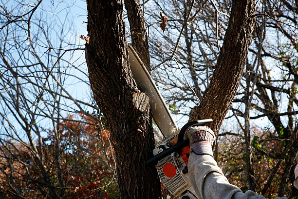 Tree and Shrub Care in Newport, TN